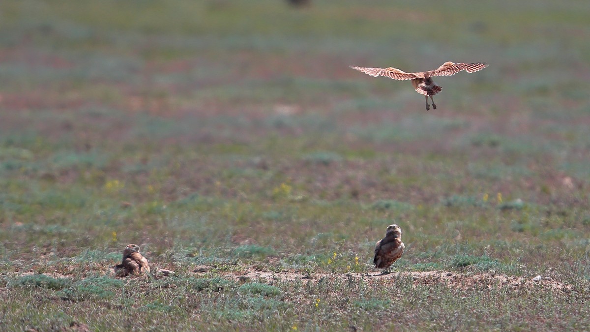 graveugle - ML646460881