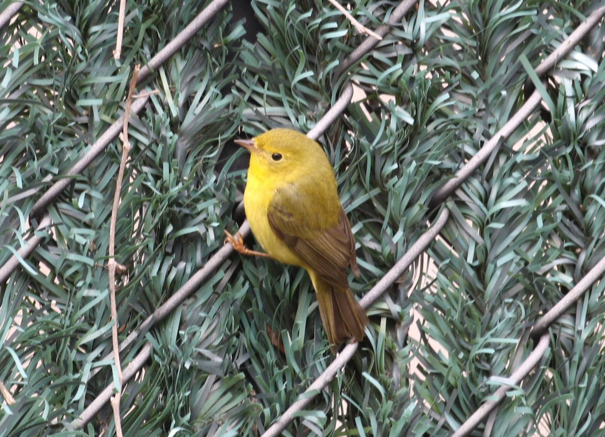 Wilson's Warbler - ML646460900