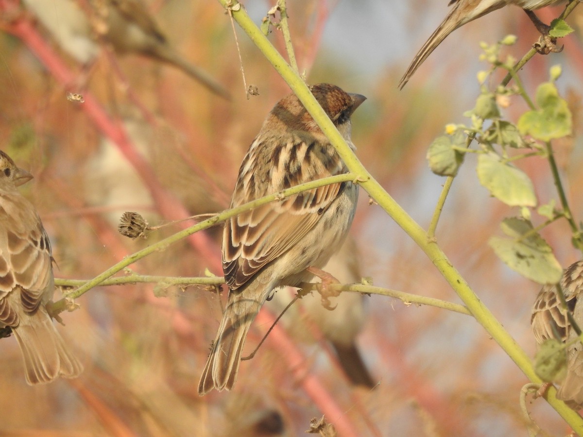 Passera sarda - ML646460903