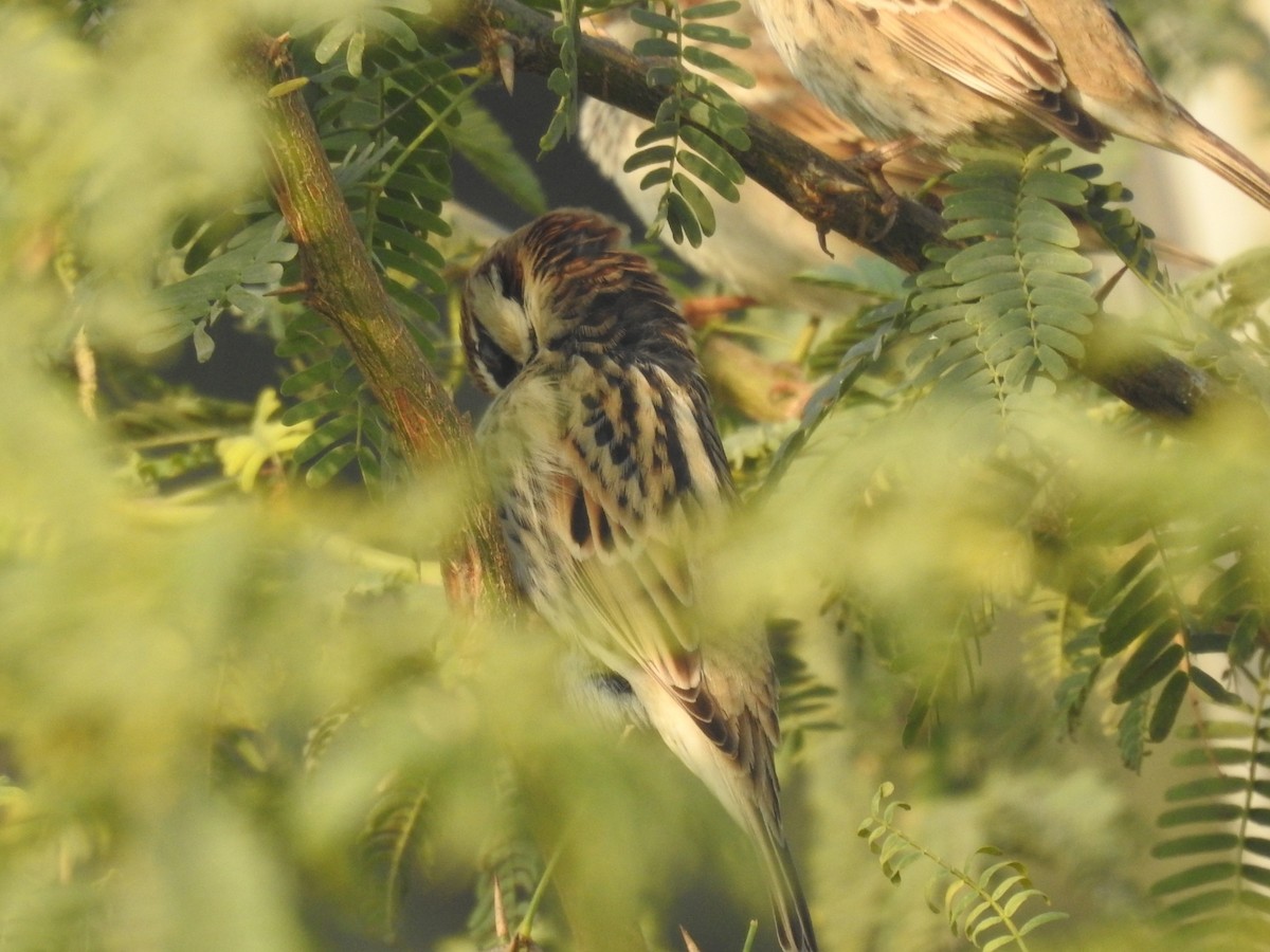 Passera sarda - ML646460904