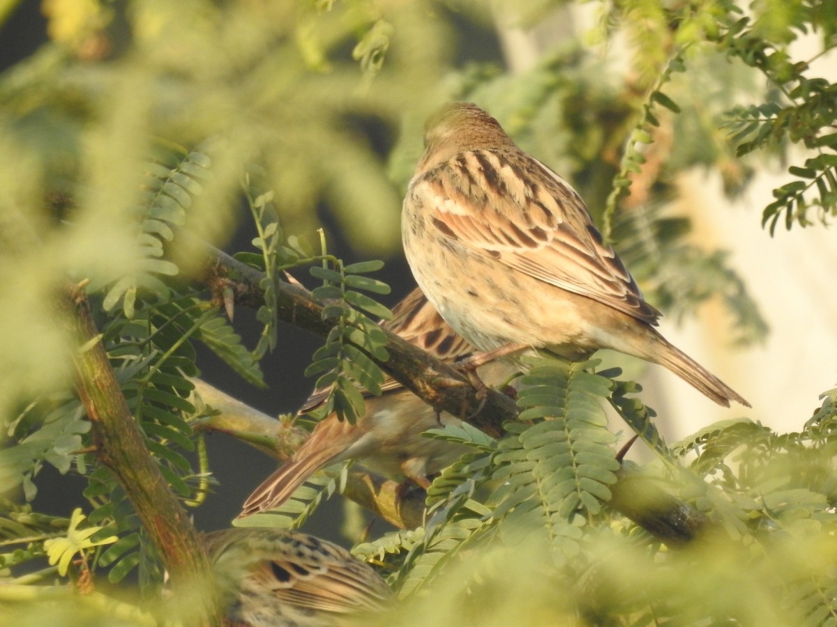 Passera sarda - ML646460905