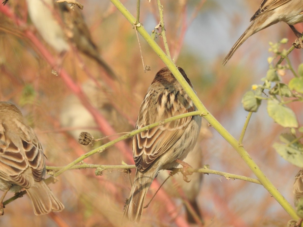 Passera sarda - ML646460906