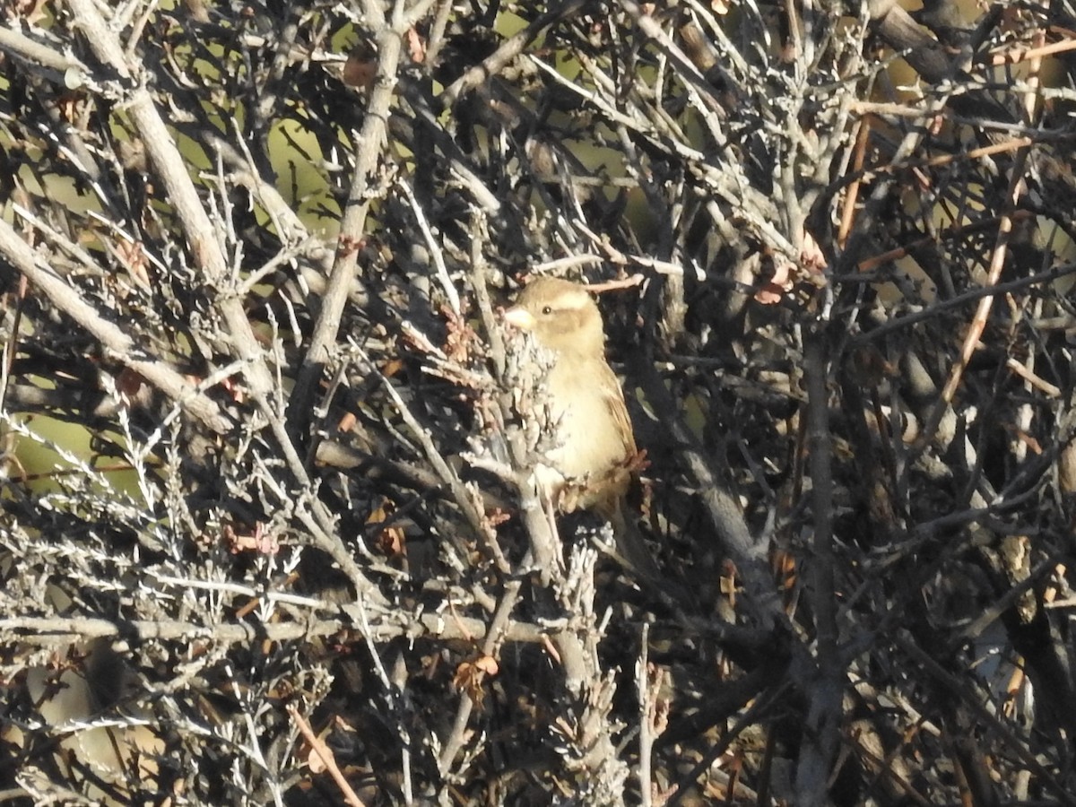 House Sparrow - ML646460907