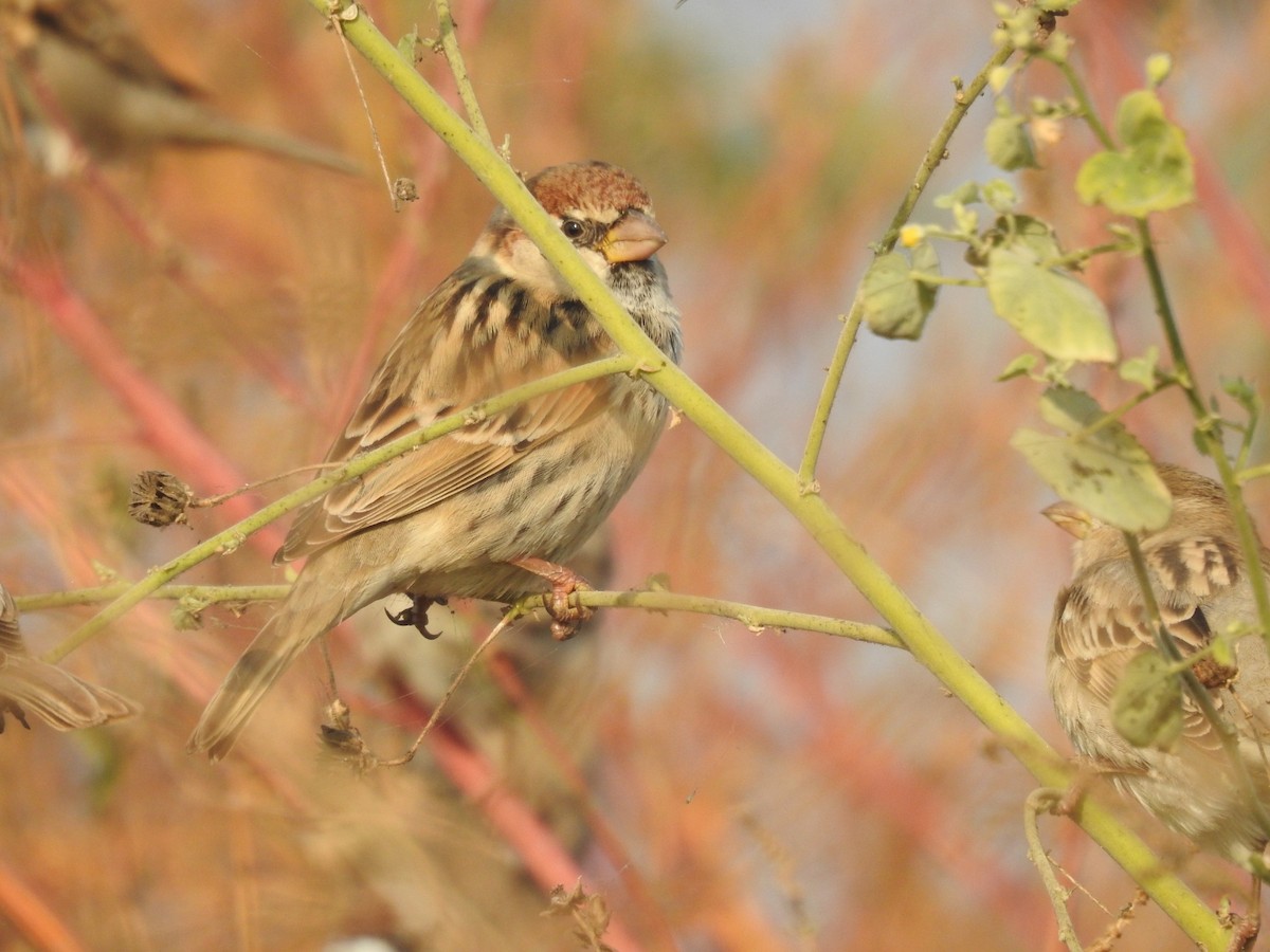 Passera sarda - ML646460908