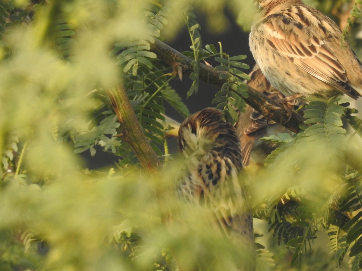 Passera sarda - ML646460909