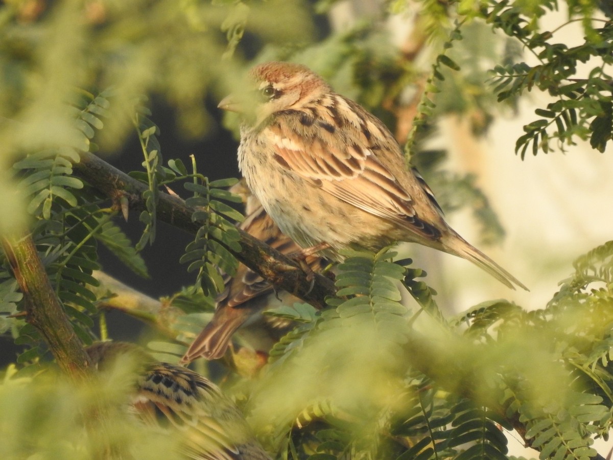 Passera sarda - ML646460910