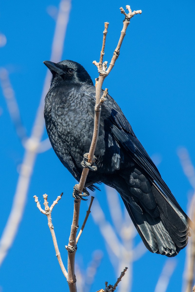 vrána americká - ML646460911