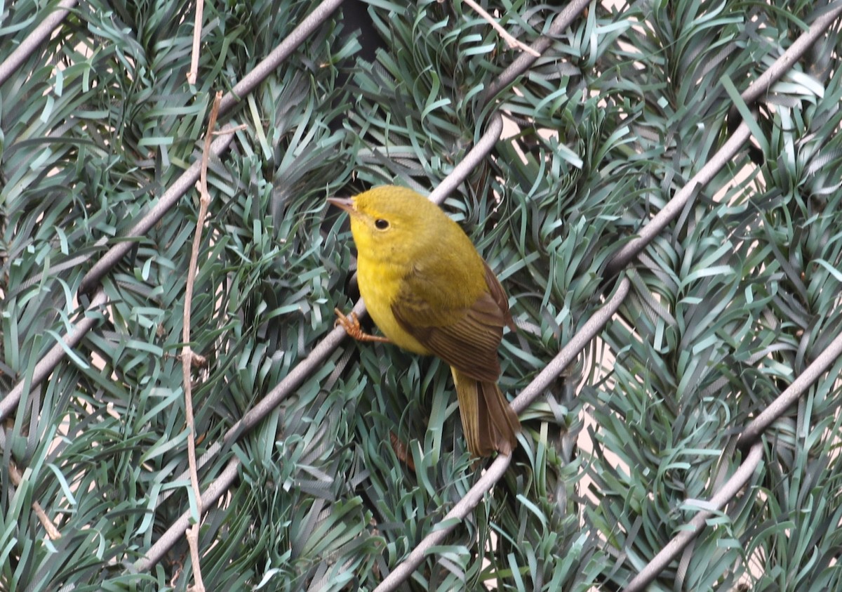 Wilson's Warbler - ML646460912