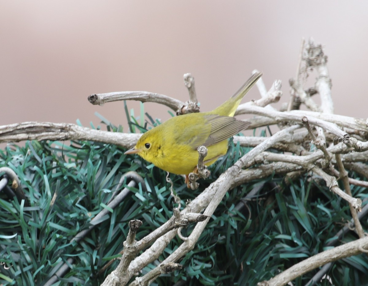 Wilson's Warbler - ML646460914