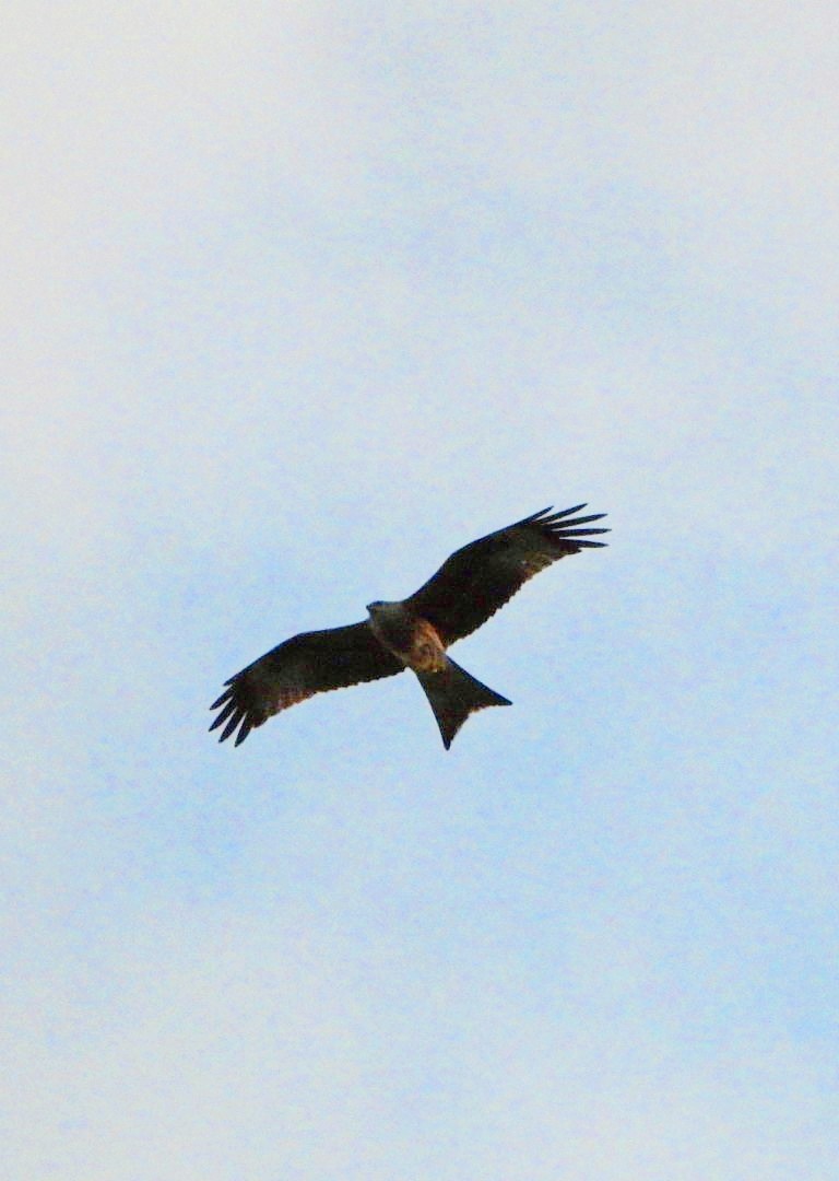 Red Kite - ML646460915