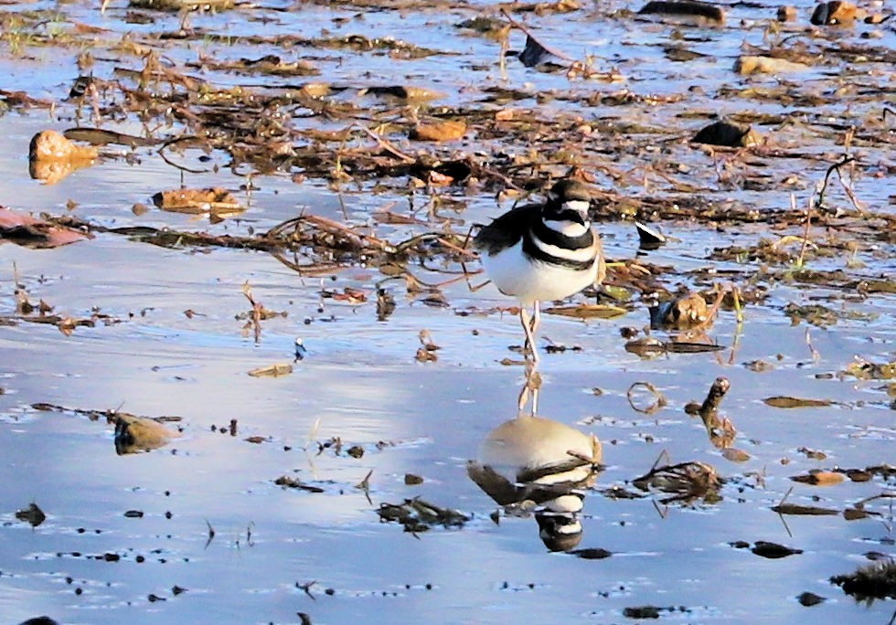 Killdeer - ML646460917