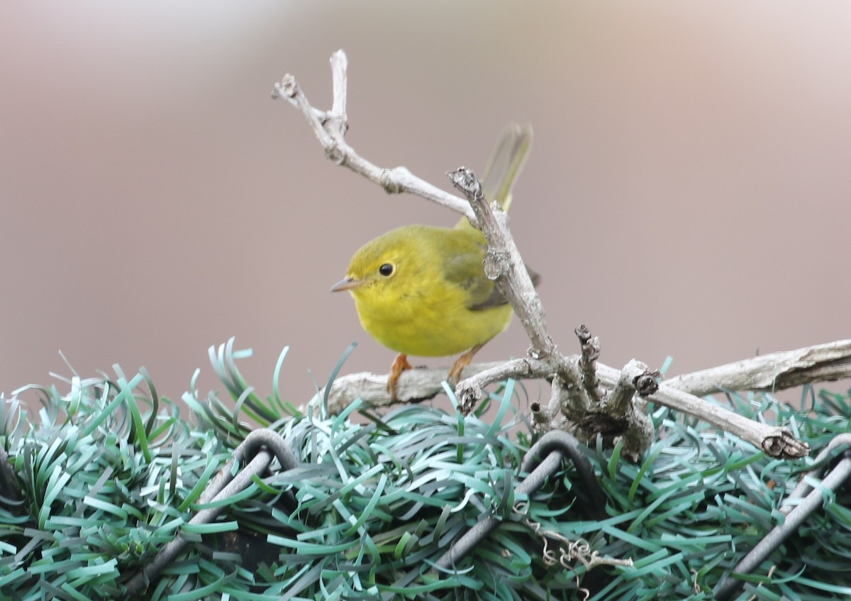Wilson's Warbler - ML646460918