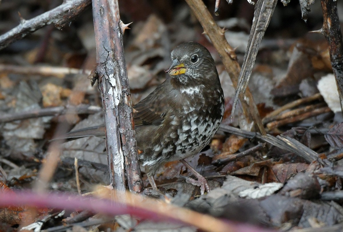 ゴマフスズメ - ML646460919