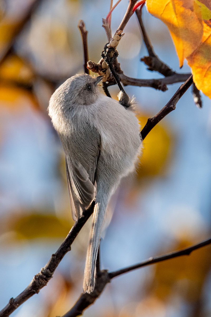 mlynařík americký (ssp. plumbeus) - ML646460921
