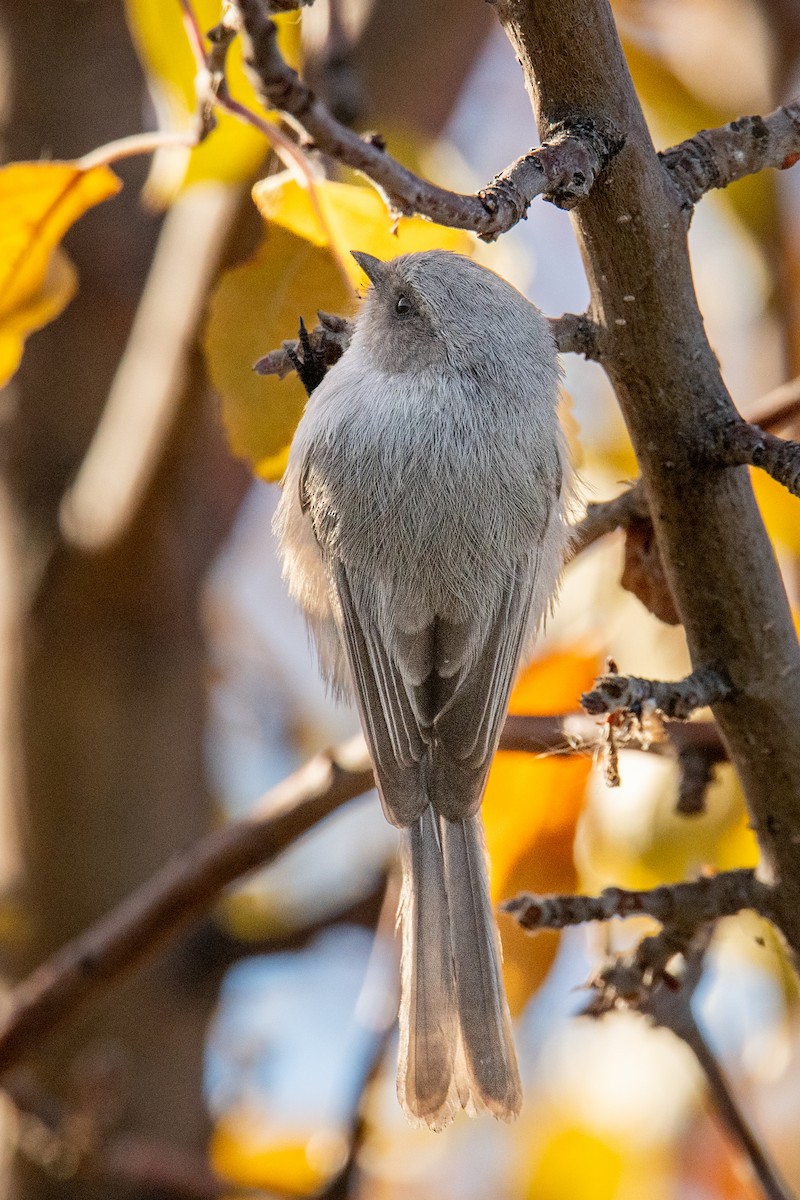 mlynařík americký (ssp. plumbeus) - ML646460922