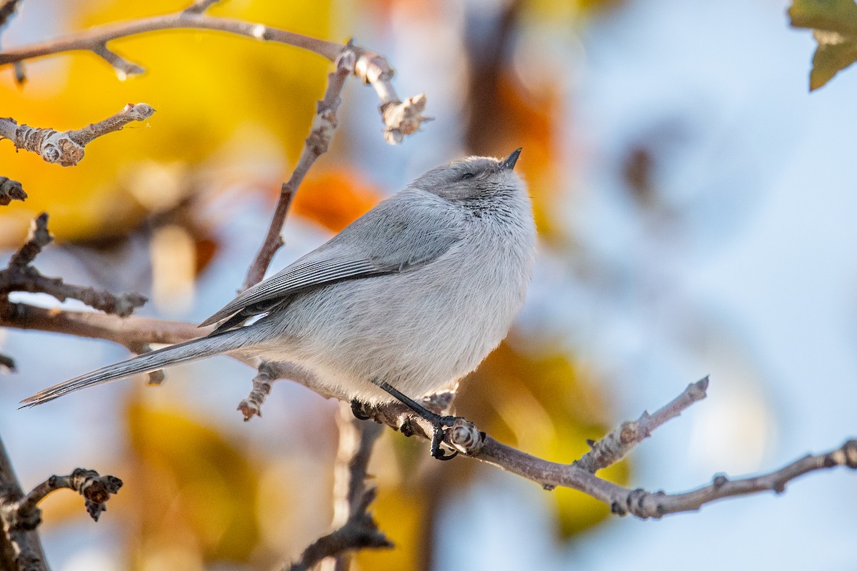 mlynařík americký (ssp. plumbeus) - ML646460924