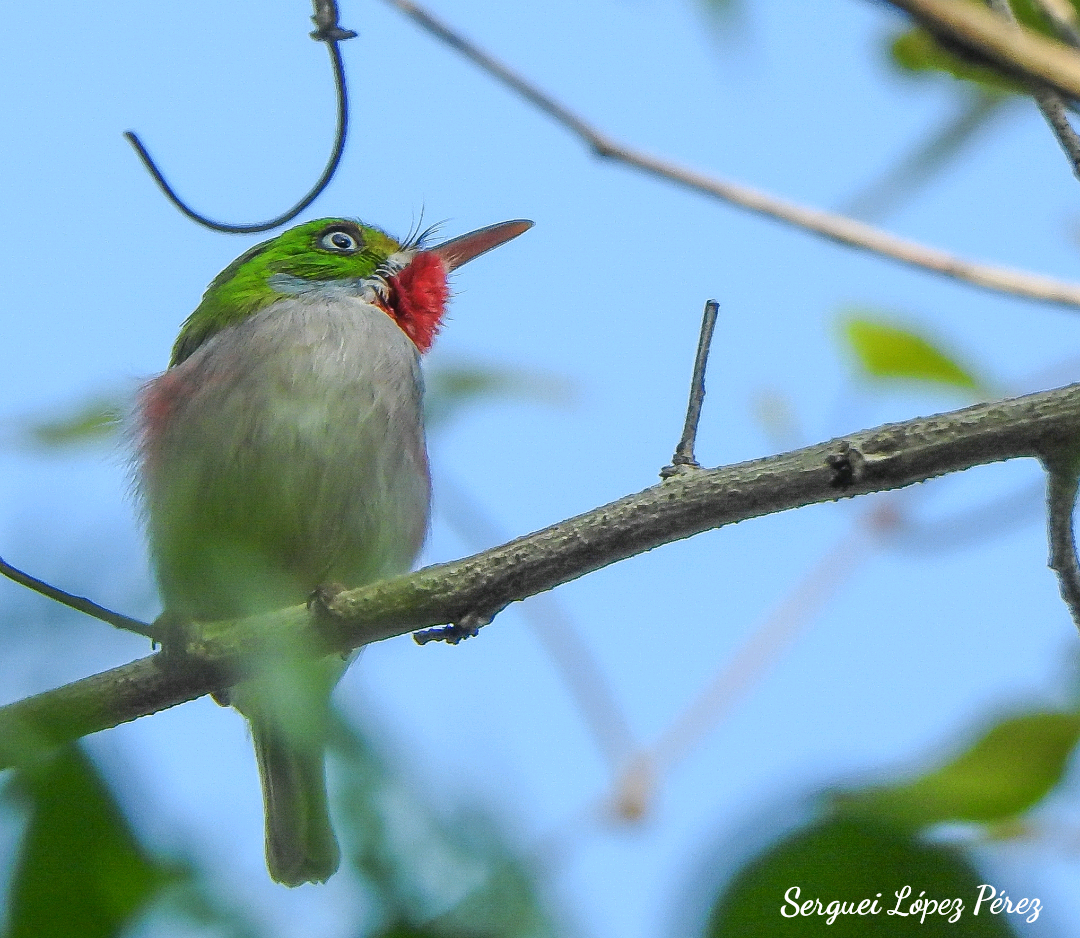 Cuban Tody - ML646460926