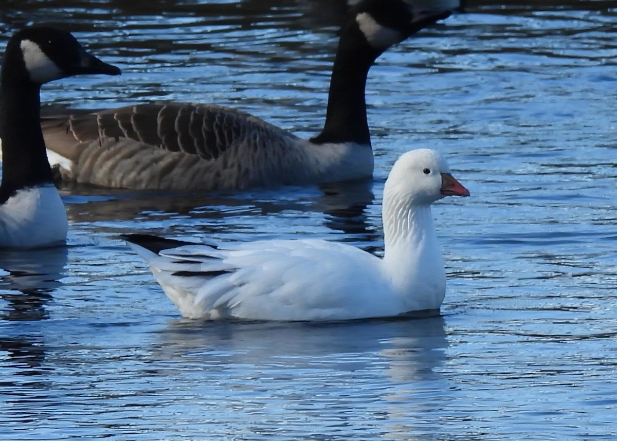 Ross's Goose - ML646460928