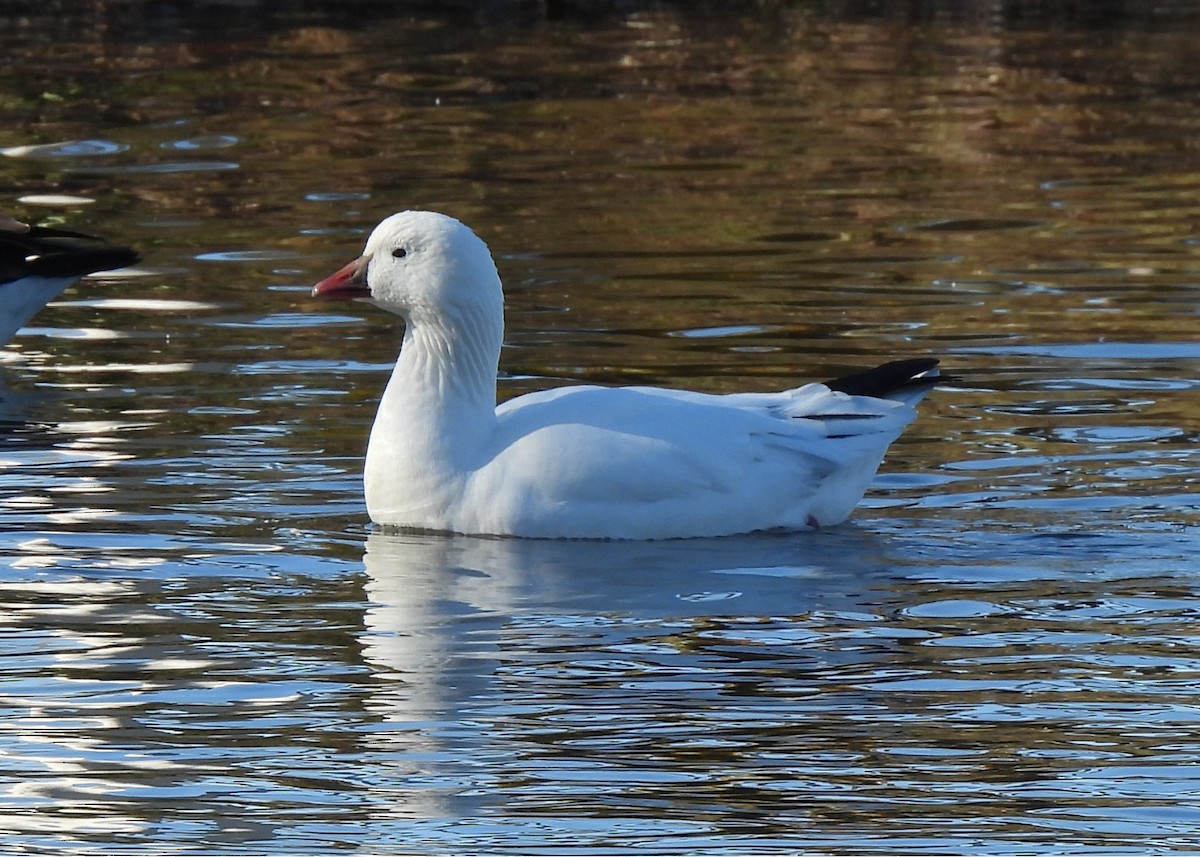 Ross's Goose - ML646460929