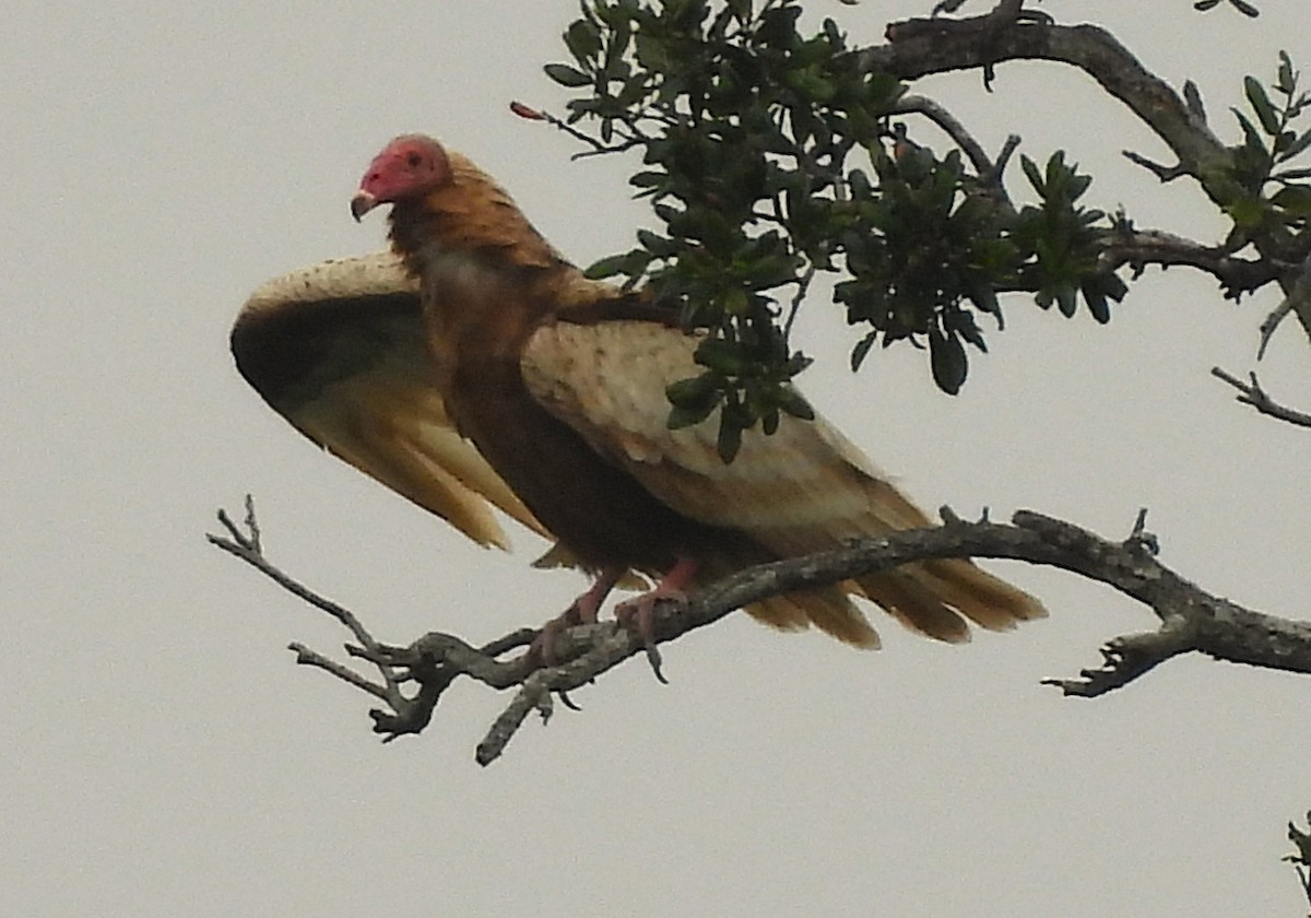 Катарта червоноголова - ML646460930