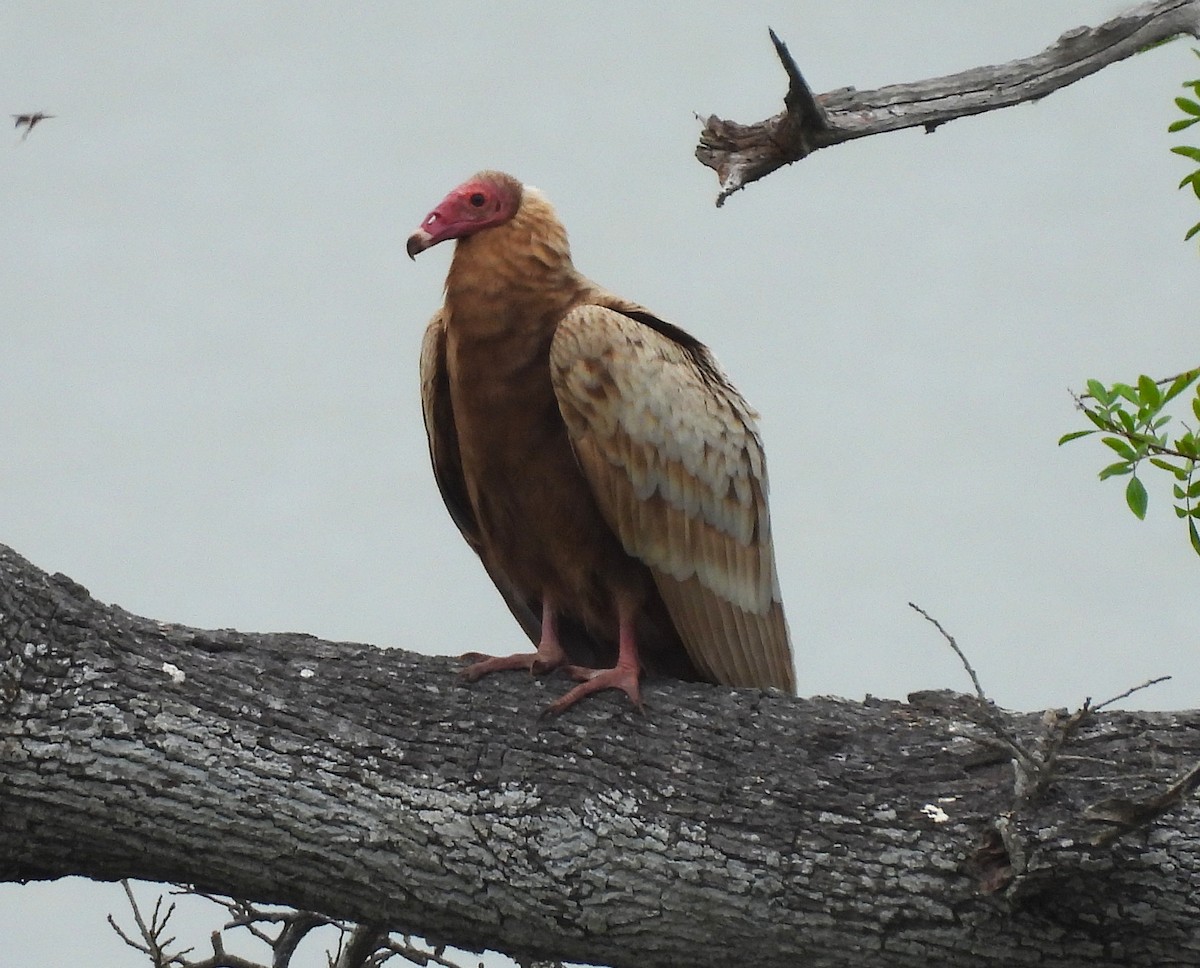 Катарта червоноголова - ML646460931