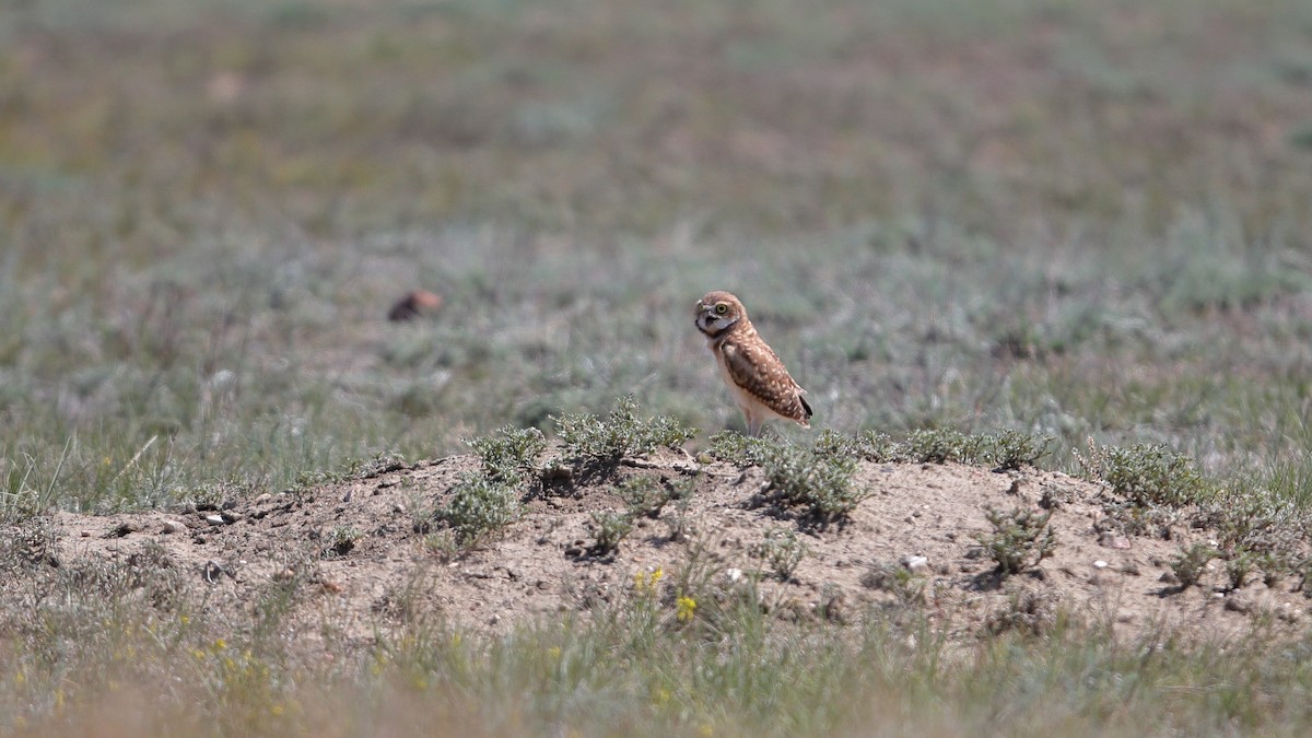 graveugle - ML646460932