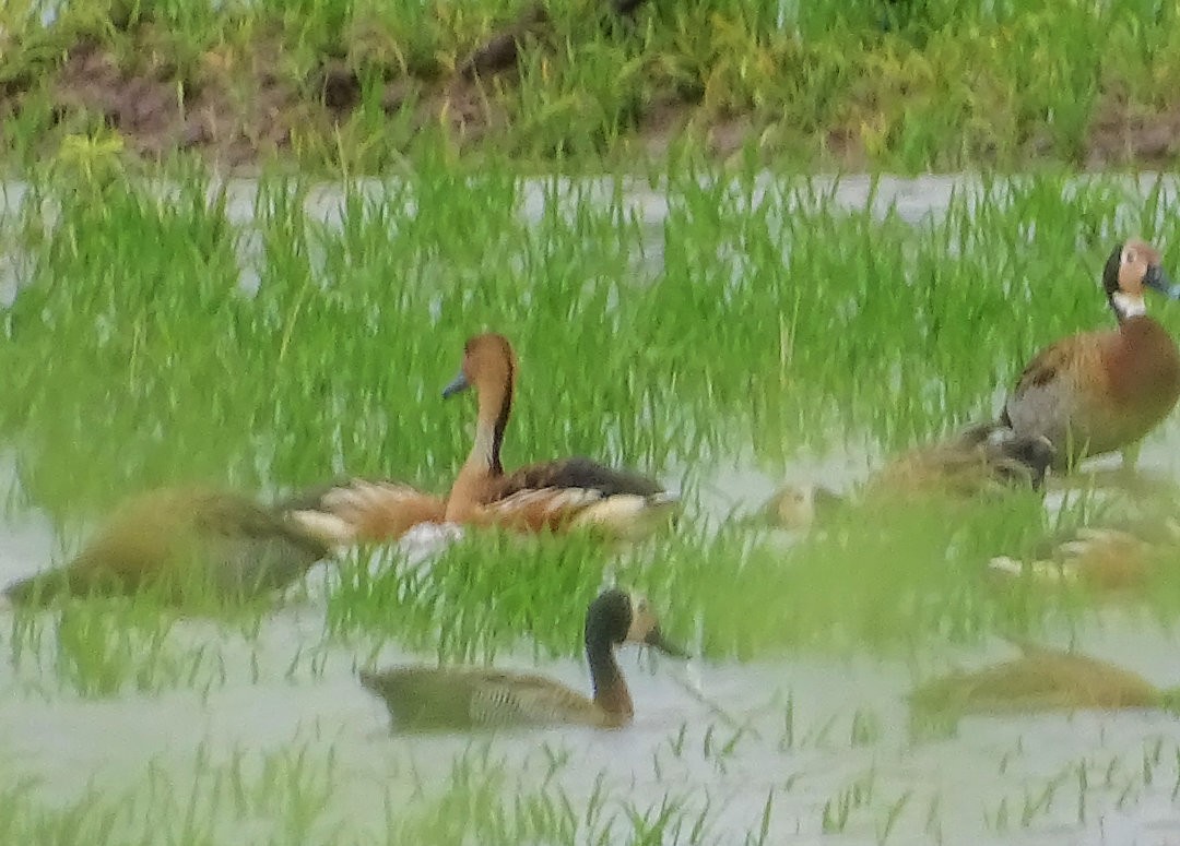 Fulvous Whistling-Duck - ML646460935