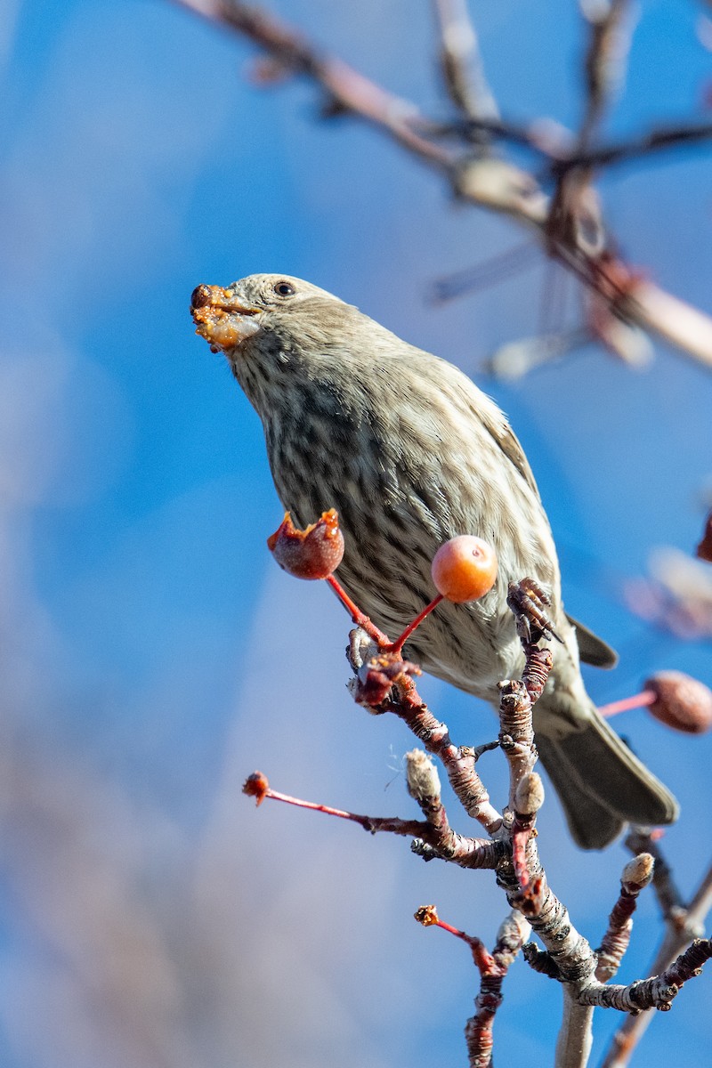 hýl rudoprsý - ML646460936