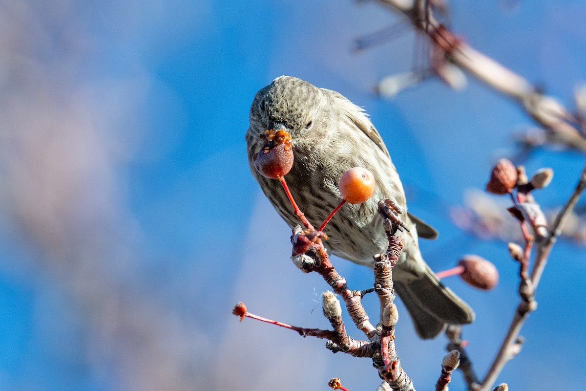 hýl rudoprsý - ML646460937