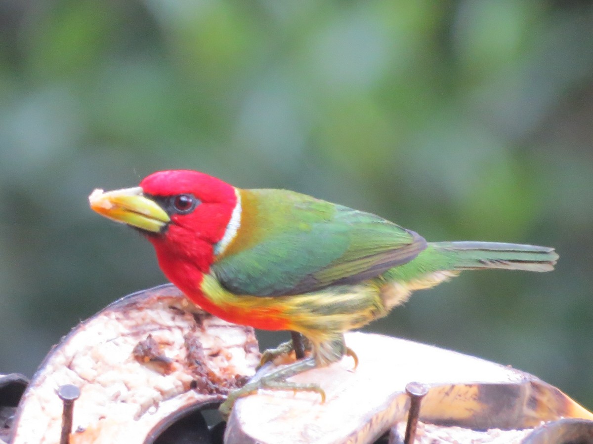 vousák andský - ML646460938