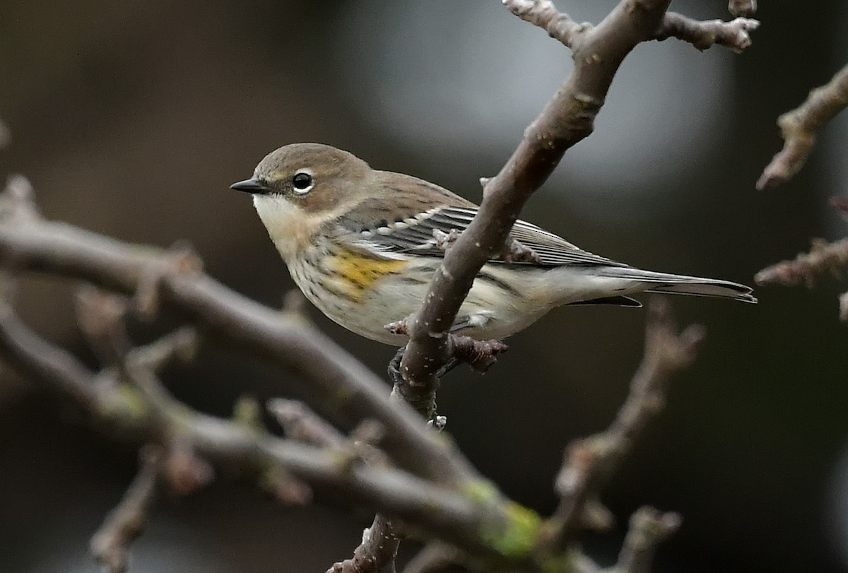 キヅタアメリカムシクイ - ML646460939