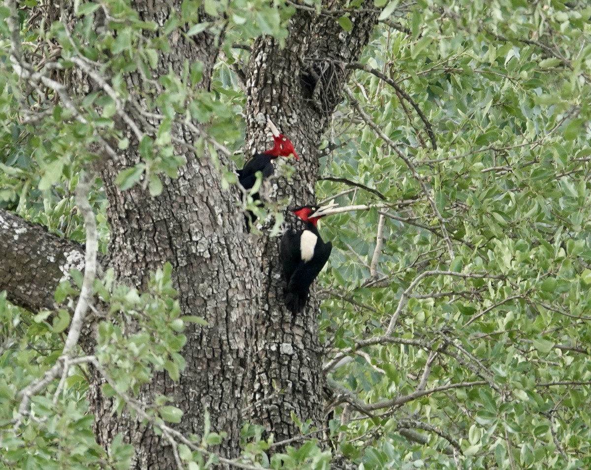 Cream-backed Woodpecker - ML646460941