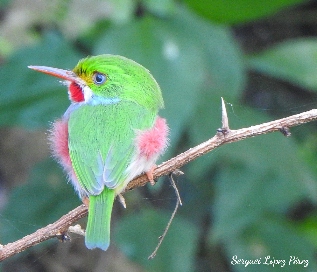 Cuban Tody - ML646460942