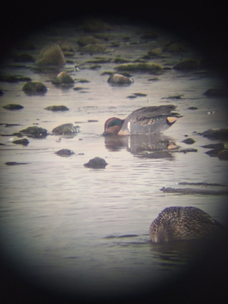 Green-winged Teal - ML646460943