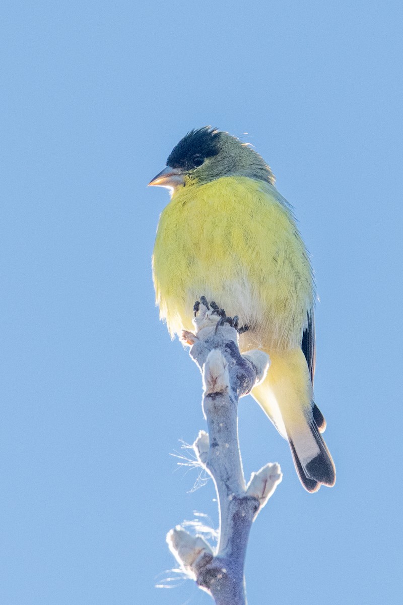 čížek mexický - ML646460944