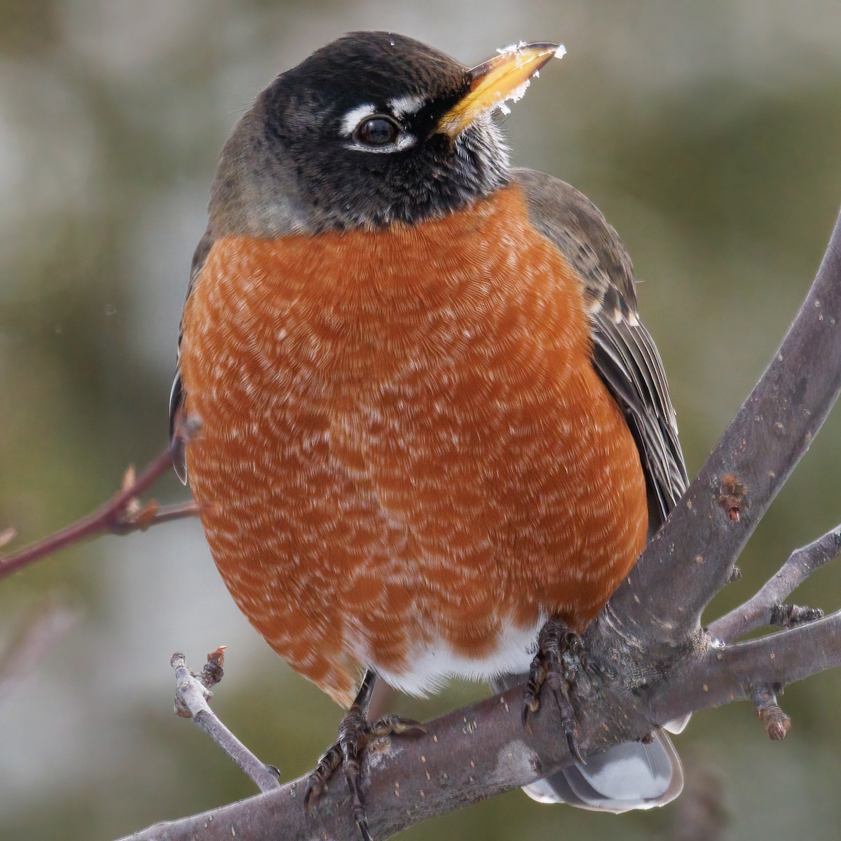 vandretrost - ML646460948