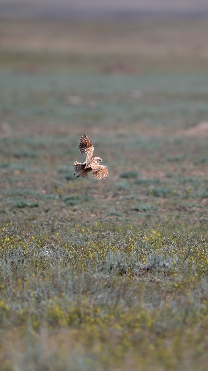 graveugle - ML646460949