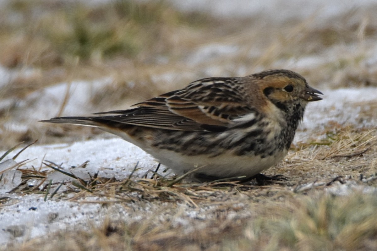 Lapland Longspur - ML646460951