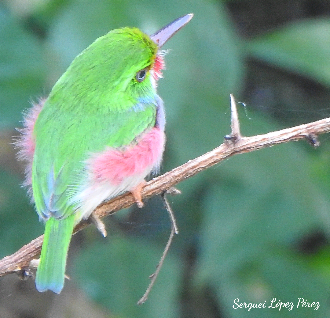 Cuban Tody - ML646460952