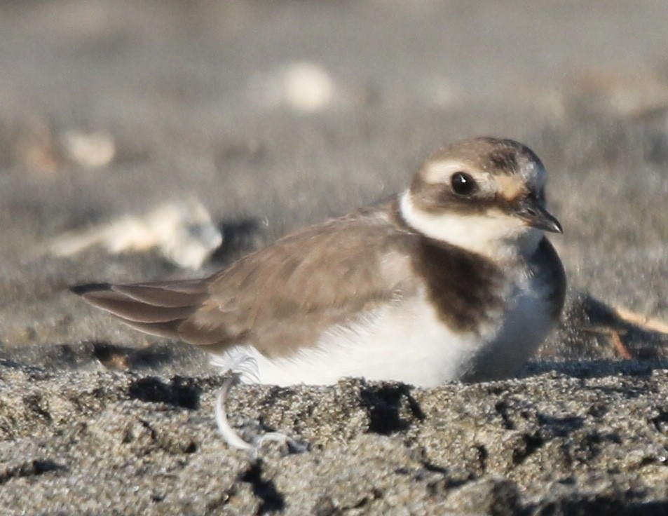 Common Ringed Plover - ML646460953
