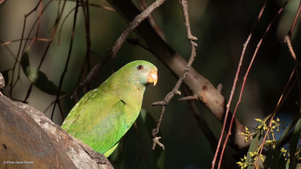 Superb Parrot - ML646460954