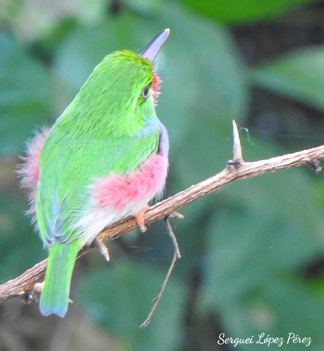 Cuban Tody - ML646460956