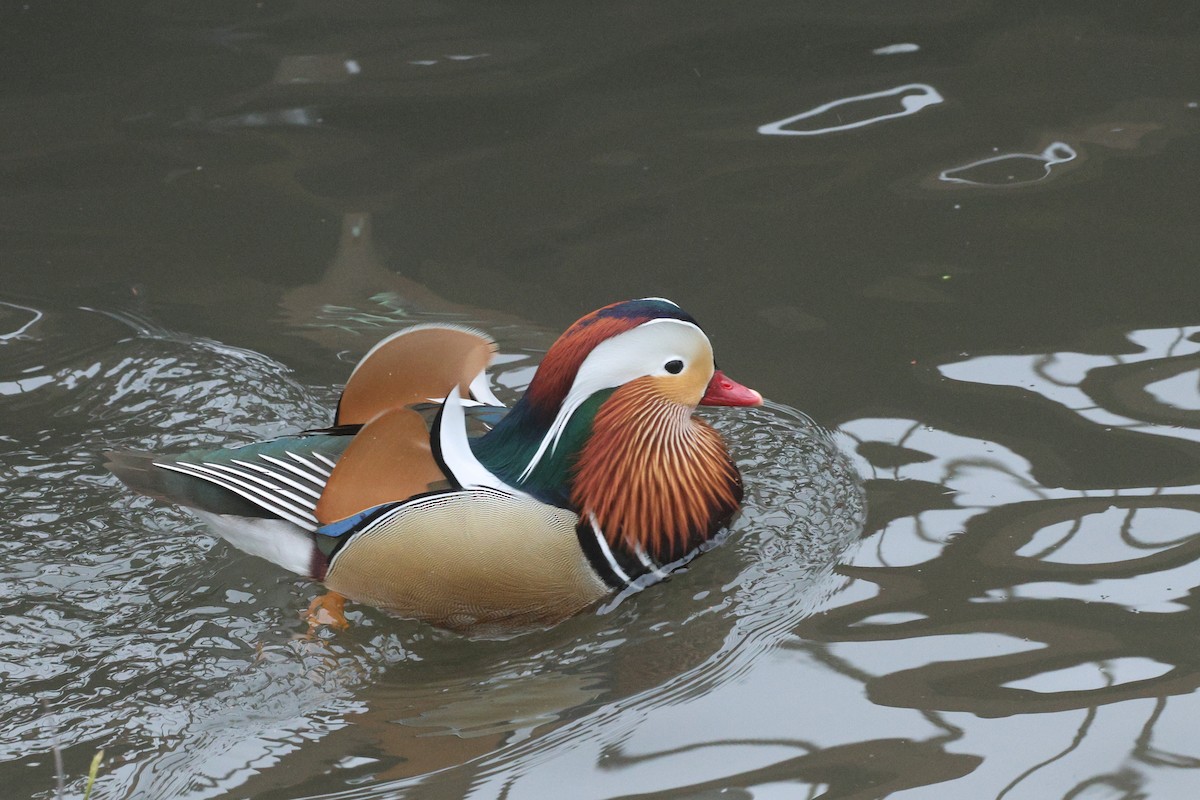 Mandarin Duck - ML646460957
