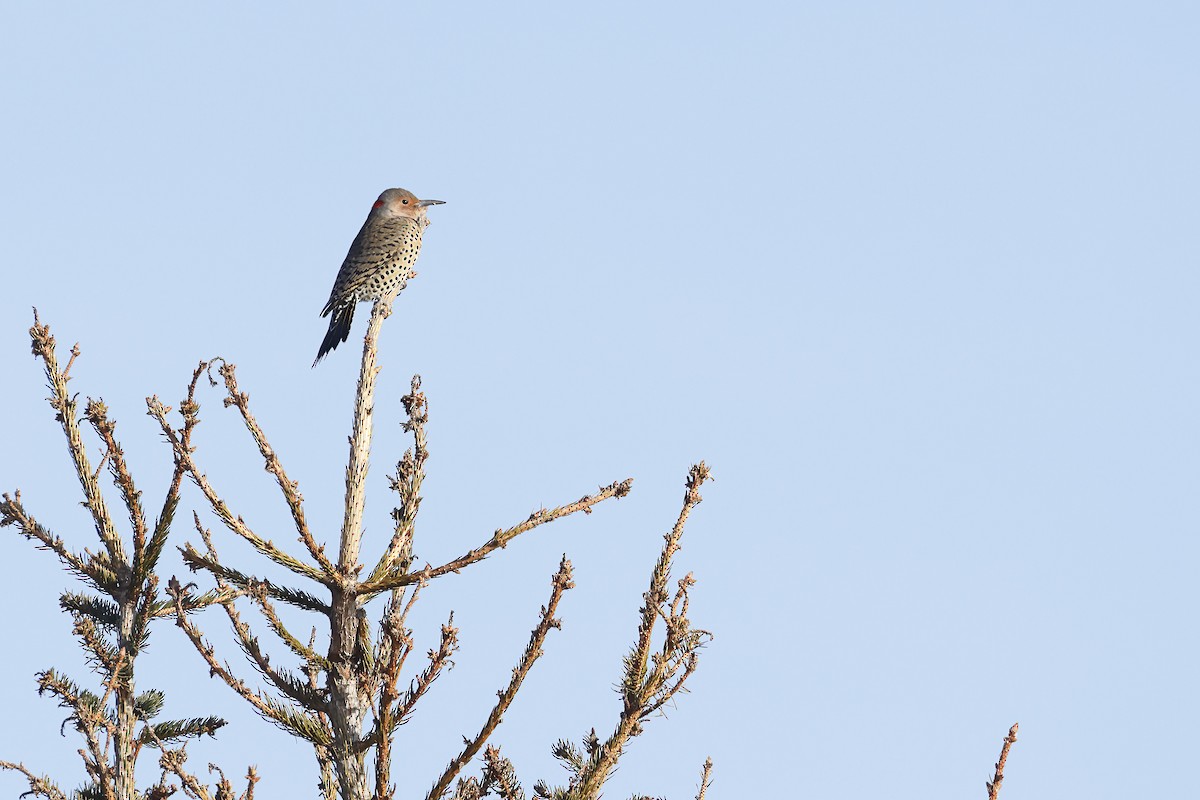 Northern Flicker - ML646460959