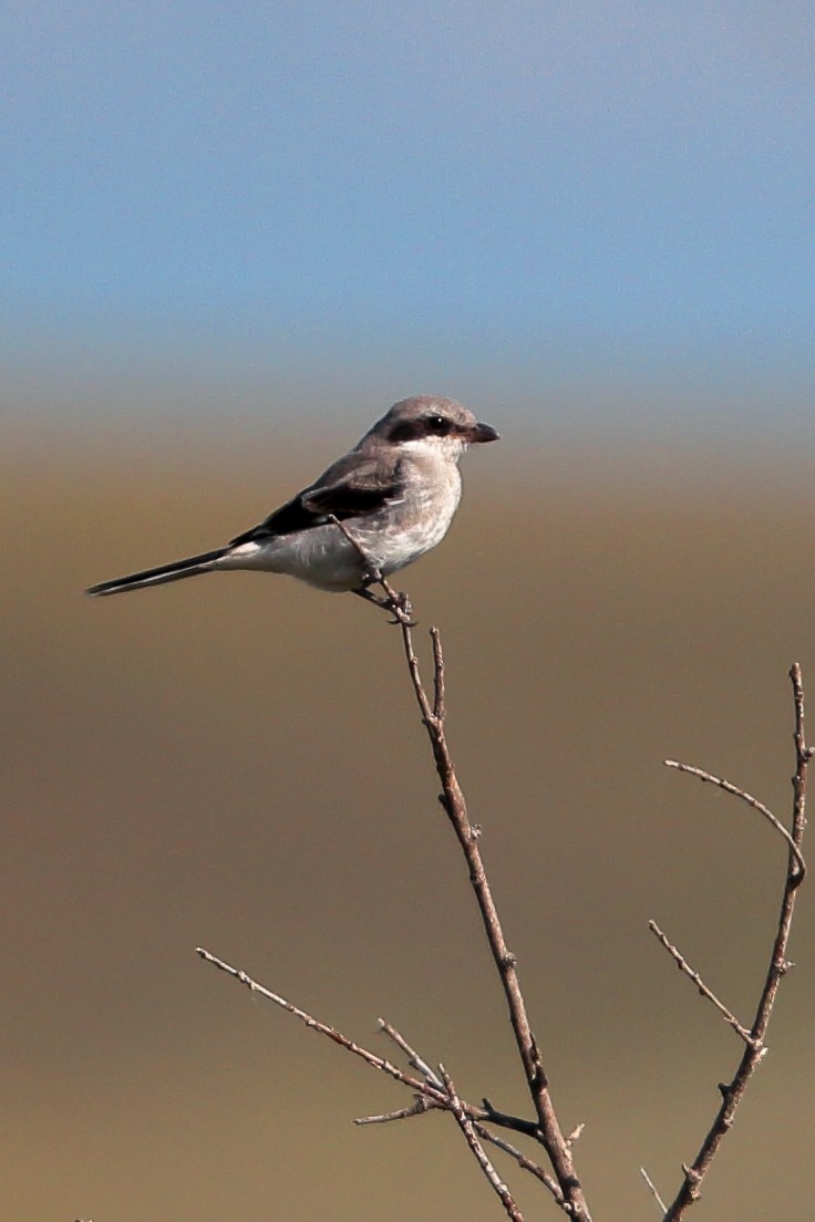Loggerhead Shrike - ML646460961