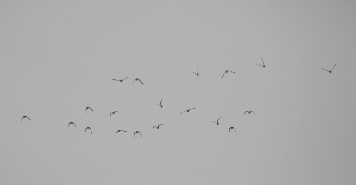 Pin-tailed Sandgrouse - ML646460962