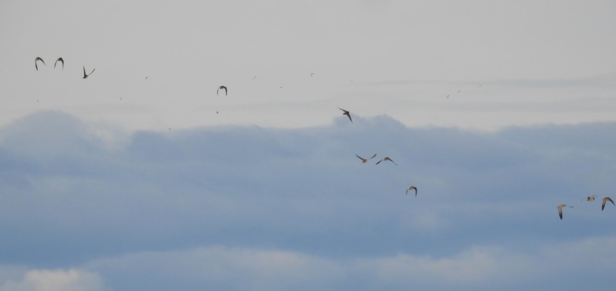 Pin-tailed Sandgrouse - ML646460963