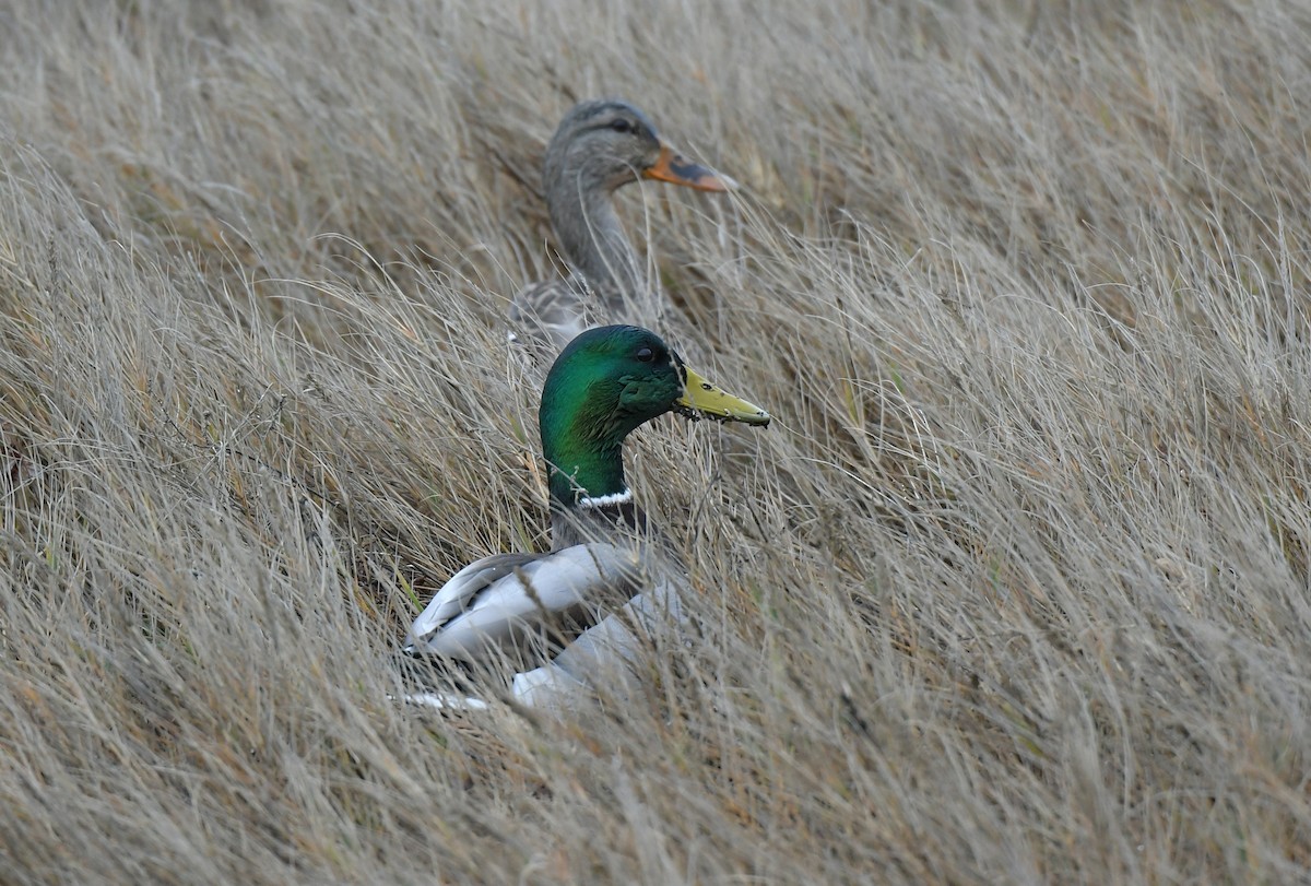 マガモ - ML646460964