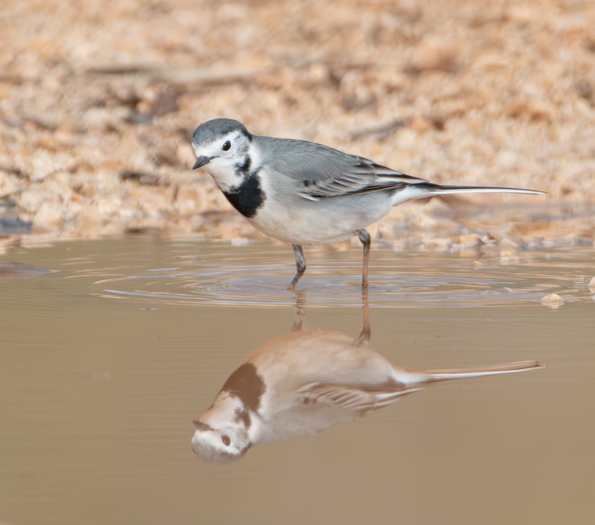 白鶺鴒 - ML646460965