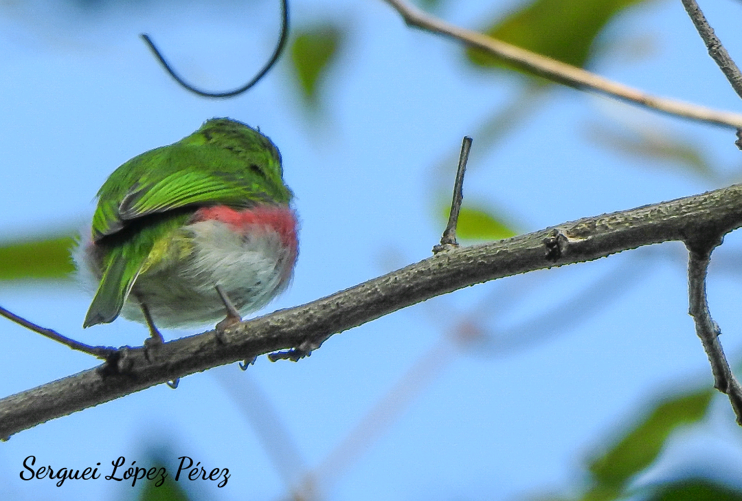Cuban Tody - ML646460970